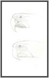 Macaw sketch