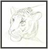tiger sketch